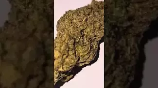 T33%THC PINK KUSH #4C LABS #medicalcannabis #cannabisdaily #flavours