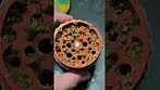 Death Budda 26%THC...4C labs..... medical prescription cannabis.