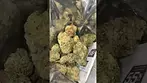 Grapefruit gift - curaleaf