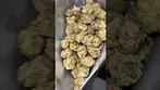 ZOOKIES FIND-ZKS T23 #medicalcannabis #cannabiscommunity #ukmedicalcannabis #alternaleaf #cannabis
