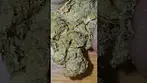 Superseed - Blueberry Purp T25 - Up Close