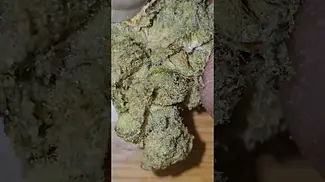 Superseed - Blueberry Purp T25 - Up Close