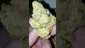 Video Thumbnail: Medical420TV