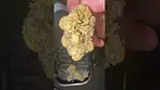 CLICK HERE TO SEE THE BUDS !!