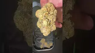 CLICK HERE TO SEE THE BUDS !!
