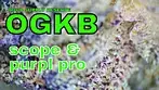 Good Supply Reserve OGKB Part 2: SCOPE & PURPL PRO