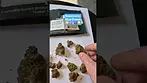 Grassroots - Blue Dream (T18%)(UK Medical Cannabis Prescription)