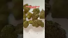 GIggzy Medical Buds Video Thumbnail