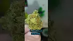 L.A.S.A.G.E. 30%THC by PhCann.   medical prescription cannabis.