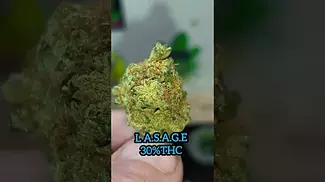 L.A.S.A.G.E. 30%THC by PhCann.   medical prescription cannabis.