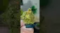 Video Thumbnail: THC Bunny