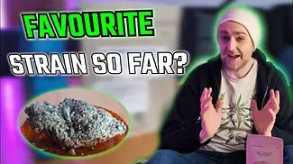 Kasa Verde | Dantes Inferno |UK Medical Flower Review