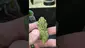 Video Thumbnail: THC Bunny