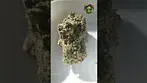 Soma OG | Mac Delux | UK Medical Flower | First Look