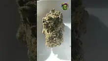 VIP THC Video Thumbnail