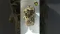Video Thumbnail: VIP THC