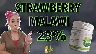 First Look Strawberry Malawi By Lumir | UK Medical Cannabis Flower Review * WATCH BEFORE BUYING *