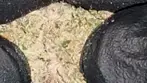 UK Medical Cannabis Halle Berry by Kasa Verde