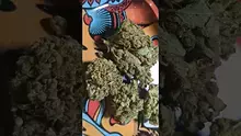 PrescribedBouquet Video Thumbnail