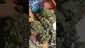 Video Thumbnail: PrescribedBouquet