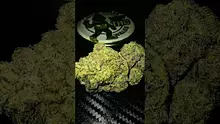 VIP THC Video Thumbnail