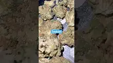 BabyzBudz Video Thumbnail