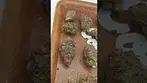 Mamedica Rainbow piie out the bag