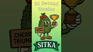 Cherry Triumph — Sitka | 60 Second Strains Review  (THC: 28%) #60SecondStrains
