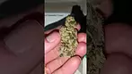 Grape Octane by Kasa Verde #nonirrated #gas #medical