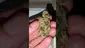 Video Thumbnail: WestPacks420