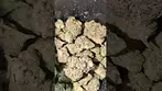 BIG NARSTIE MEDICAL PAPAYA BANTZ (UK PRESCRIPTION MEDICATION)