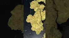 Cannabis Culture  Video Thumbnail