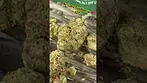 4c Labs Goldberry t27  #medicalcannabis #painrelief #ukmedicalcannabis #medical #paitent
