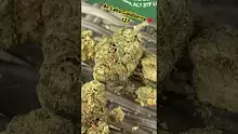 Medical420TV Video Thumbnail