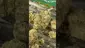 Video Thumbnail: Medical420TV