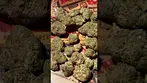PINK GASOLINE T28 | BUDS 2 #ukmedicalcannabis #strain #strainreview #ukmedical #bignarstiemedical