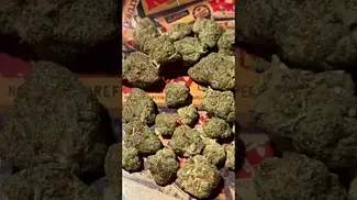 PINK GASOLINE T28 | BUDS 2 #ukmedicalcannabis #strain #strainreview #ukmedical #bignarstiemedical