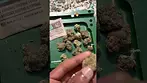 4c labs qwest bubble bath Check  #4CLabs #BubbleBath #MedicalCannabisUK #CannabisReview #UKMMJ