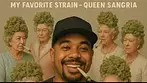 Queen Sangria: My #1 Favorite Strain  Legal Medical Cannabis Reviews