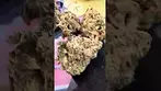 Royal Moby cannabis review medical by Curaleaf. Is it worth £6.90 a gram? Not long expiry date too