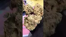 Medicated Barber Friend Video Thumbnail