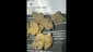 Video Thumbnail: Concanna