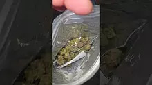 THE DAILY NUGZ Video Thumbnail