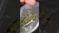 Video Thumbnail: THE DAILY NUGZ