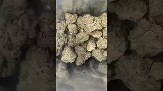PURE SUNFARMS PINK KUSH NEW BATCH (UK PRESCRIPTION MEDICATION)