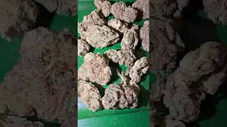 Big Narstie medical jack kush  #uk #medical #patient #flowers #youtubeshorts