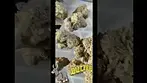 t31 donkey butter 4clabs