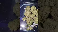 PrescribedBouquet Video Thumbnail