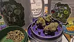 Common Roots WZ T28 Watermelon Zkittlez Medical Cannabis Flower