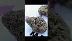 Four20 Pharma Gastro Pop 31% Review in Description #medicalcannabisuk #ukmedicalcannabis #shorts
